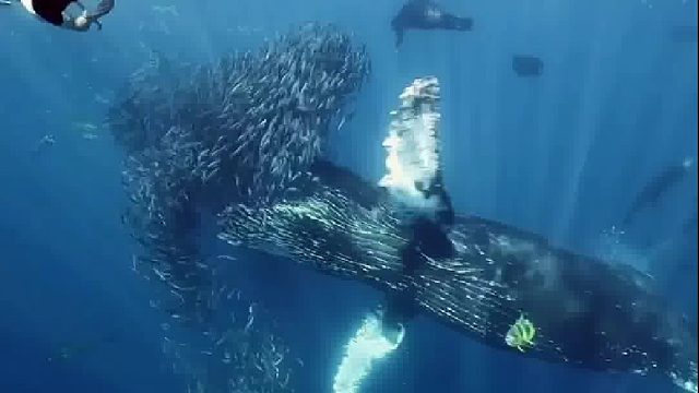 大翅鲸进食这么残暴！