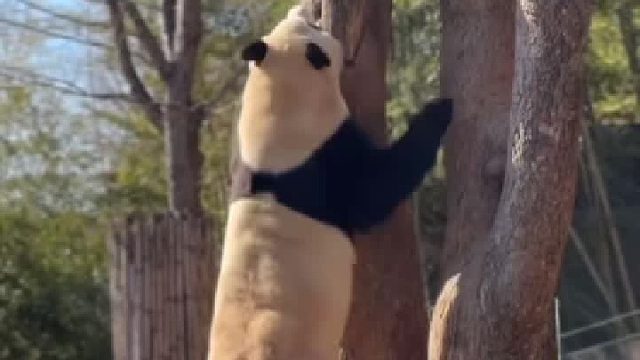 福宝今天兔子蹦爬树，爬上去气喘吁吁的