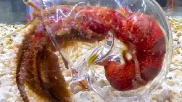 寄居蟹的玻璃房子