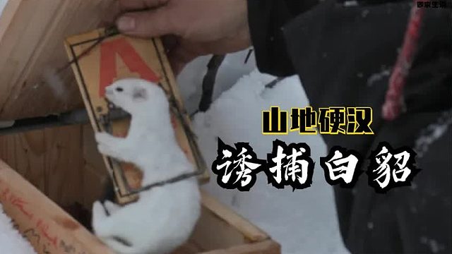 山地硬汉：猎人保罗大雪天进山诱捕得到一只白貂鼠和水貂