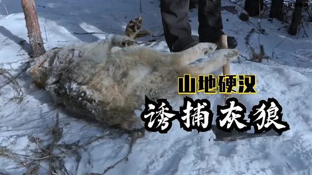 山地硬汉：农场主邀请猎人保罗抓捕灰狼提前保护牧场牛犊