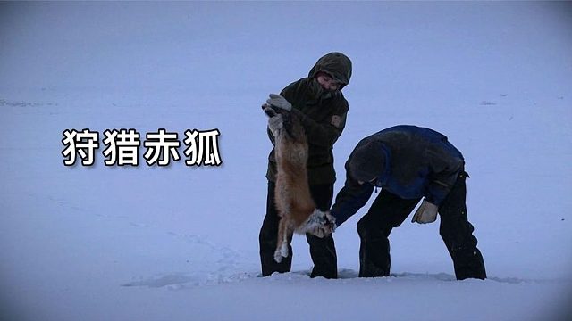 零度以下的生活：狩猎赤狐、设圈套捕狼、抓99斤驯鹿