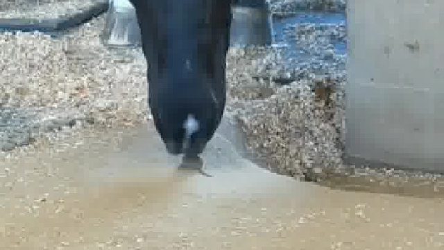 马一口将老鼠吃掉