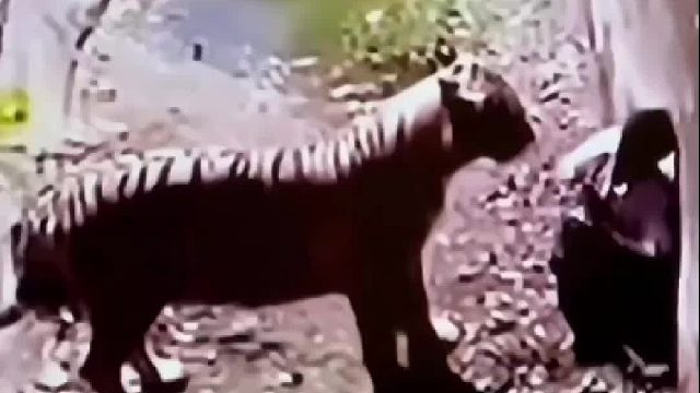 男子求老虎不要吃了自己