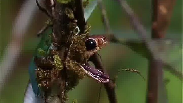 蛇吞蛇，美丽而危险
