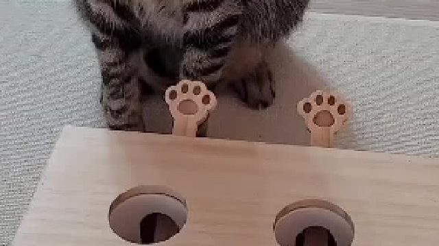 猫：是你逗我还是我逗你