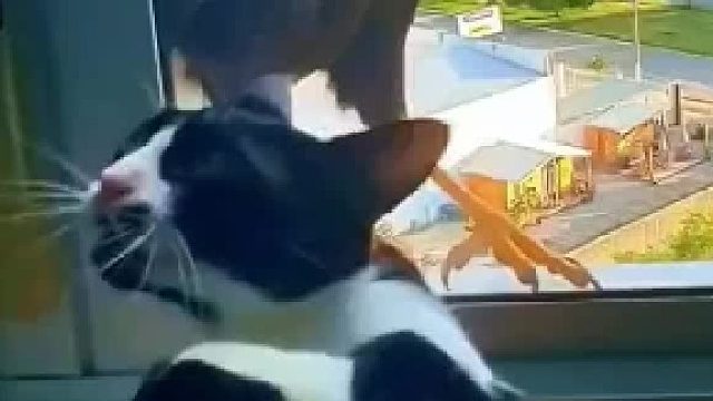 看得出来这鸟很气，骂的很凶