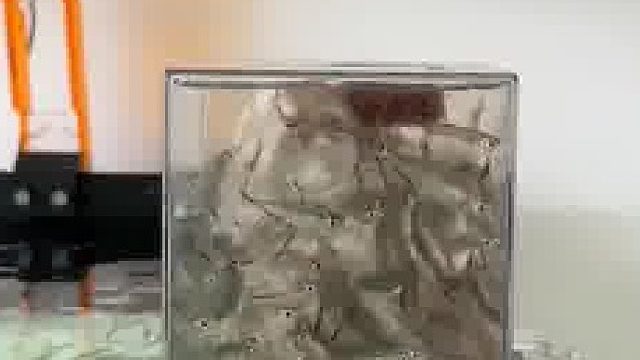 震惊，小鱼出现拥挤踩踏事件