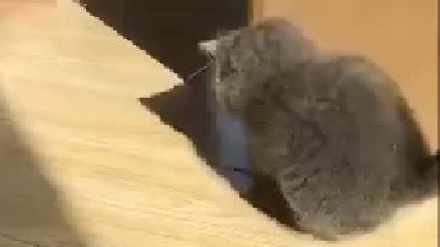 和自己影子玩的小奶猫！也太可爱了