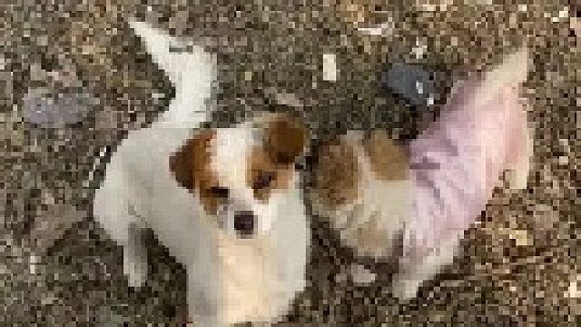 破烂猫和他的丐帮