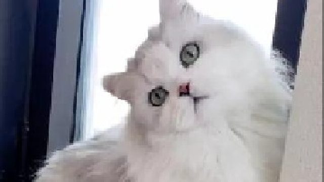 小短腿，起飞啦！