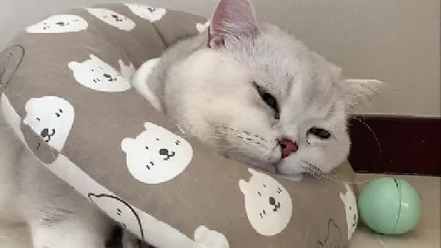 月初刚发了征婚启事，月底就东厂述职啦