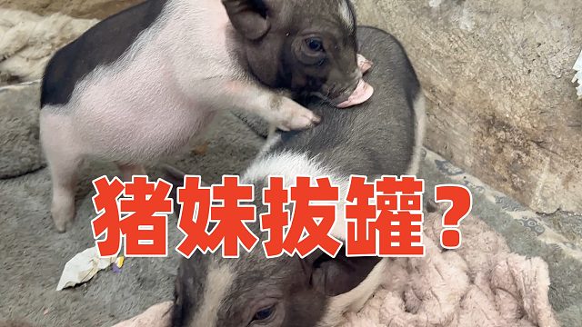 这俩猪又萌又可爱，不止情感丰富，还有吃肉的价值【第116天】