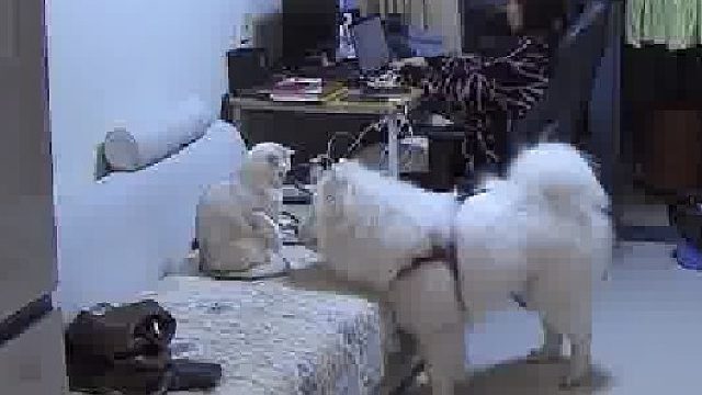 原来小狗吸猫的时候跟人一样，也是把脸直接埋猫肚皮里啊