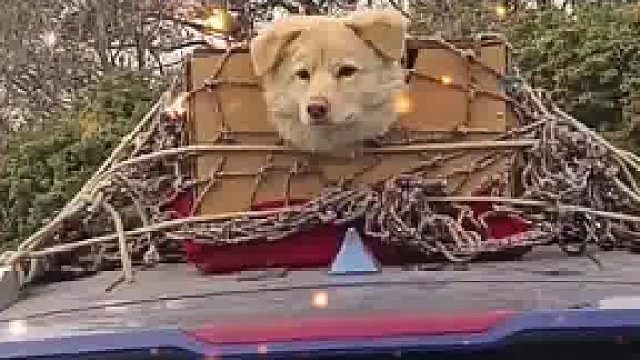 哪怕一路上颠沛流离但有主人依然很幸福