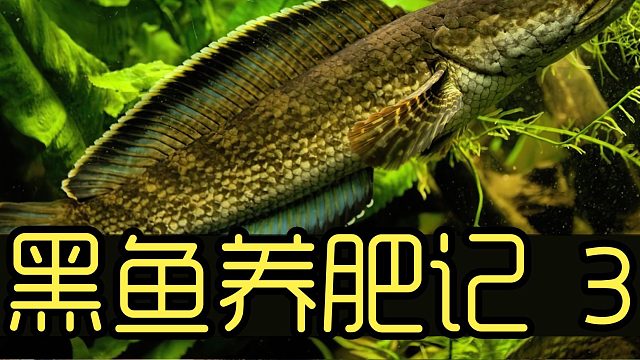 黑鱼养肥记3 沉浸式养黑鱼可以把自己送走的宠物