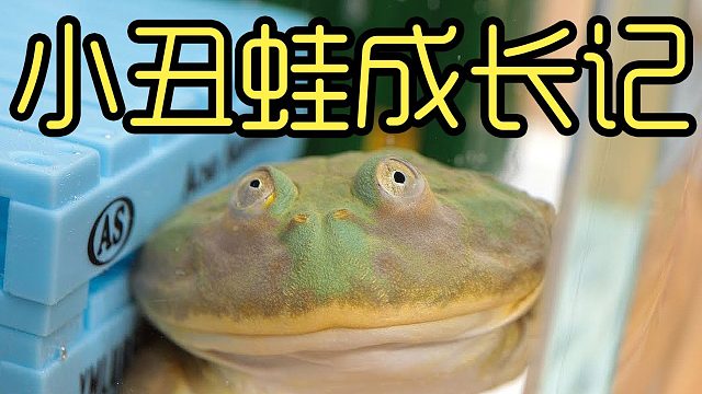 当小丑蛙第一次碰到角蛙的时候，意想不到的事发生了