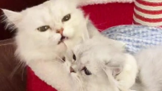 当我把猫妈妈的宝宝送走后，猫妈妈一直在家里找宝宝