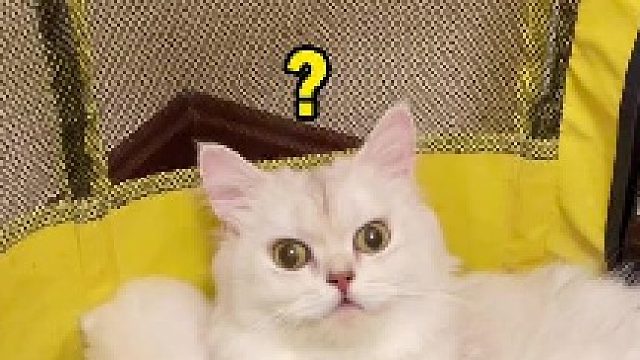 感觉猫妈好像特别舍不得小黑，要不就留下小黑吧