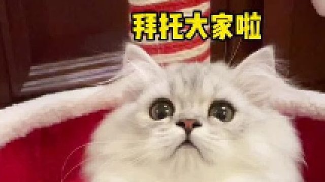 小奶猫瘦瘦小小的千万不要放弃，长着长着就逆袭了