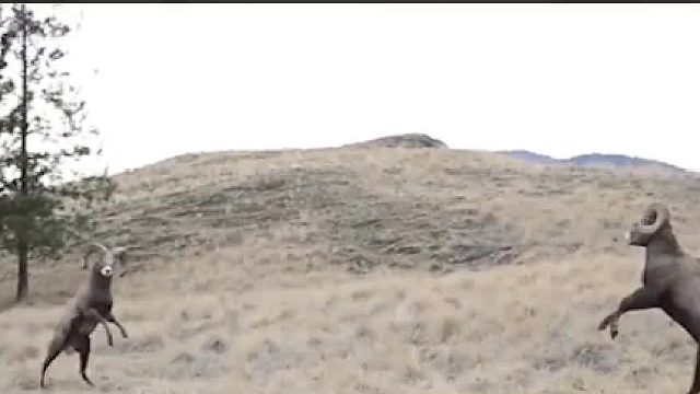 为了繁育后代，每天都在对撞，大角羊的头究竟有多铁01