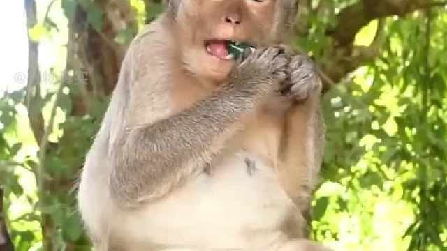 仗着自己猴多势众02