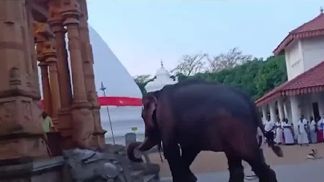 大象究竟有多聪明01