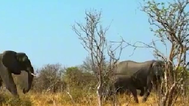 象群穿过山川河流，长途跋涉12小时，只为参加人类的葬礼03