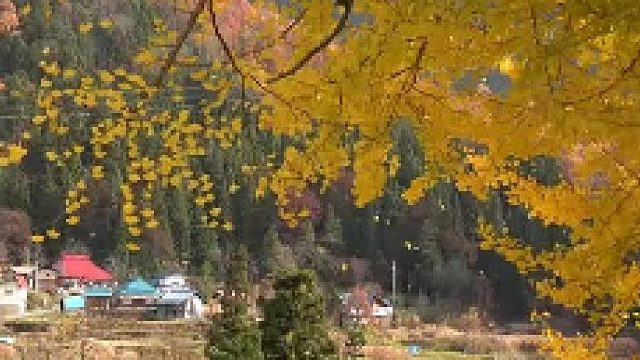 满大街都是的银杏，为啥被列为濒危物种02