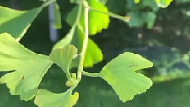 滿大街都是的銀杏，為啥被列為瀕危物種03