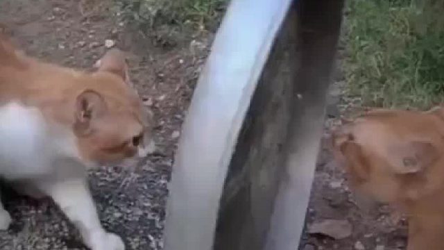 第一批回老家的猫已经干起来了