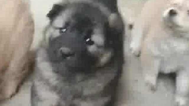 又吼又摇尾巴，是种什么情绪呢！为什么田园犬小时候肥嘟嘟的这么可爱啊