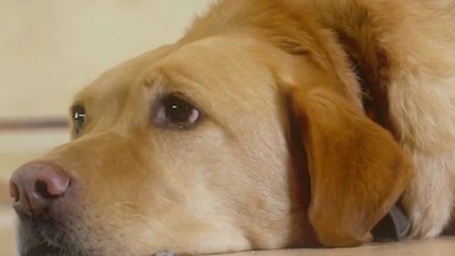 狗狗睡姿解读，你家的狗子是哪一种呢