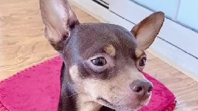 会讲条件的狗子，你见过吗