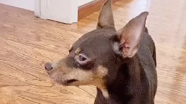 最有心计的狗子