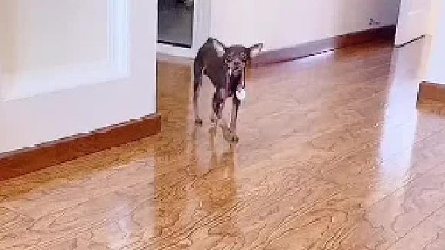 这也太难为狗子了