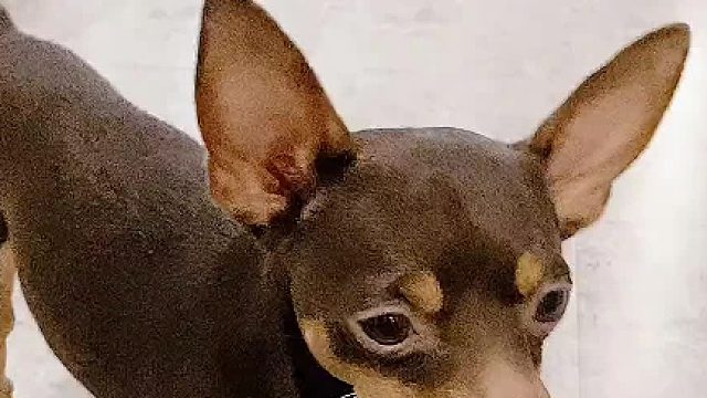 得罪不起的狗子