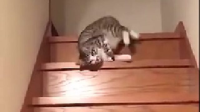 人往高处走，猫往低处流