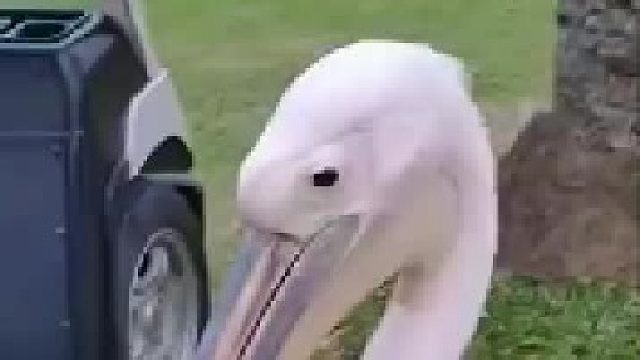 鹈鹕也会想吃小朋友哦