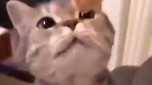 我命令你！请立即把食物给这只喵喵