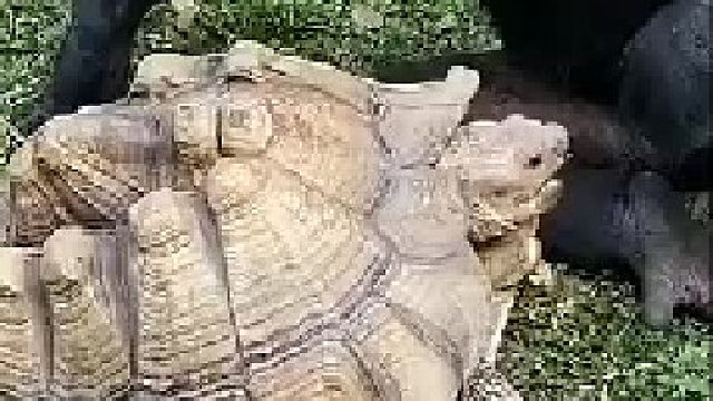 我越来越相信人是猴子进化的了，幸亏我进化的早，要不坐在那拿苹果喂龟的就是我