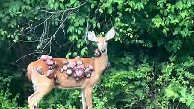 给它来个痛快吧