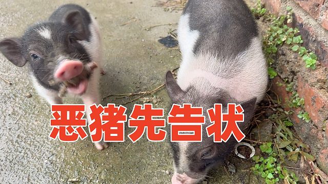 老猪为讨好狗哥，自己不吃给狗吃，转身就抢猪三妹【第117天】