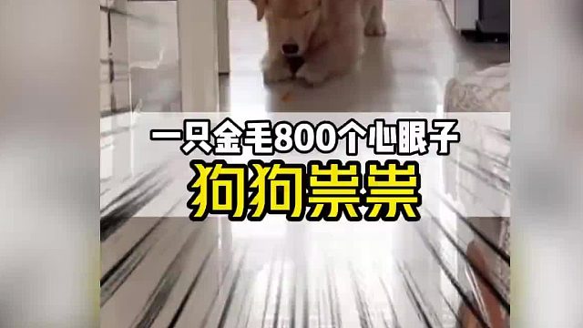 为了偷吃和出去玩金毛练就一身侦察本领