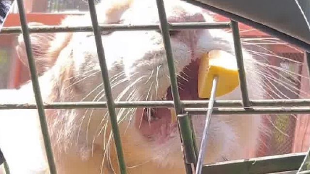 老虎：当我傻子？