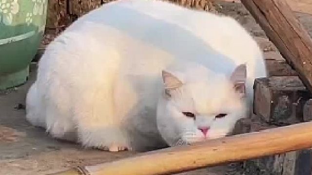 第一批回村的小猫已经开始邋遢了