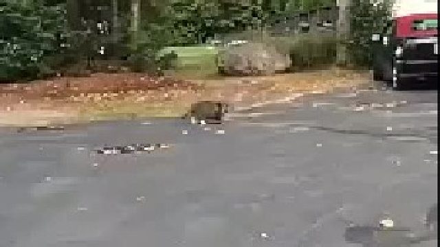 试图撒娇却发现自己胖到滚不动