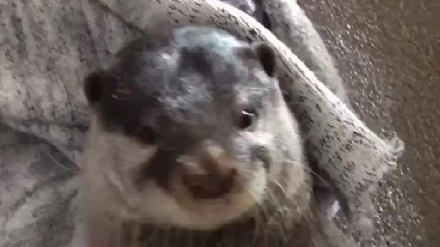 网友家的小水獭一直在揉自己的肚肚，感觉萌哭了。