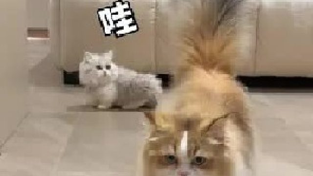 当小猫咪第一次见到大尾巴！！