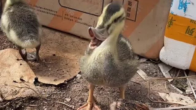 动画片里的唐老鸭？